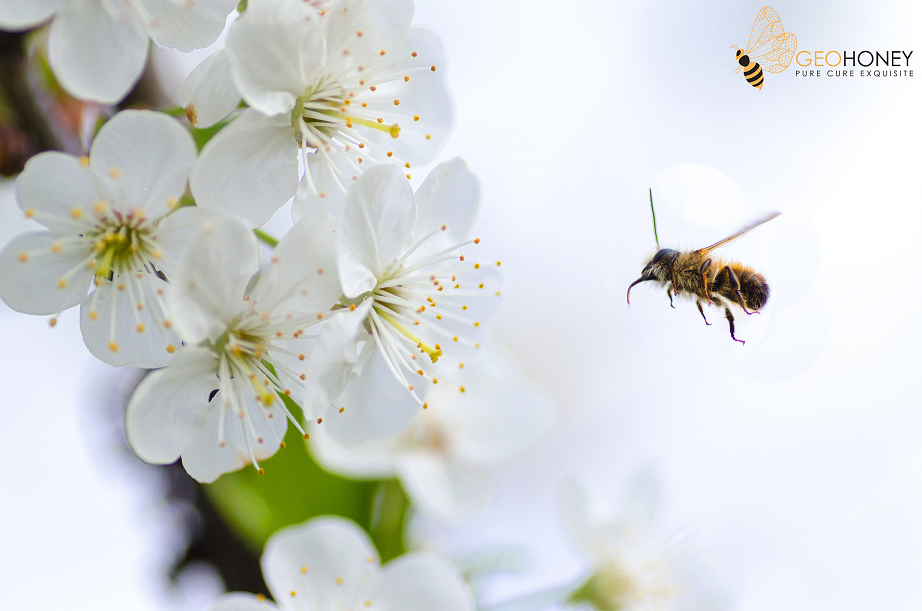 Benefits of Green Highways For The Bees